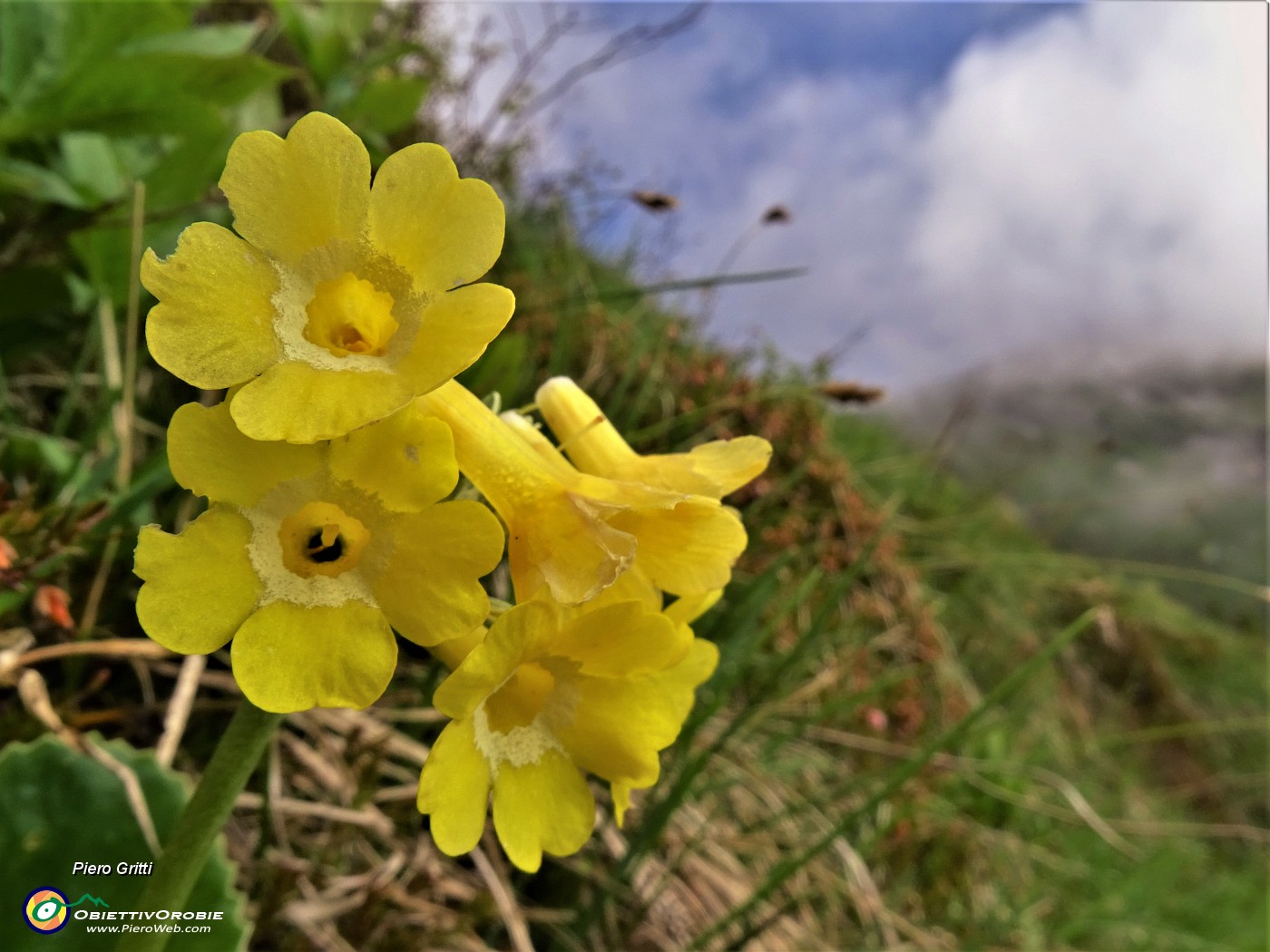 33 Primula auricula (Primula orecchia d'orso).JPG